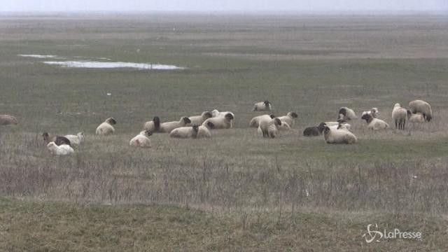 Romania, base americana assediata… dalle pecore