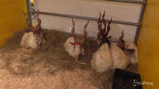 Roma, a San Pietro la benedizione degli animali domestici