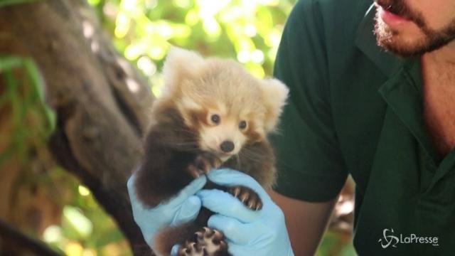 Australia: ecco il cucciolo di panda rosso