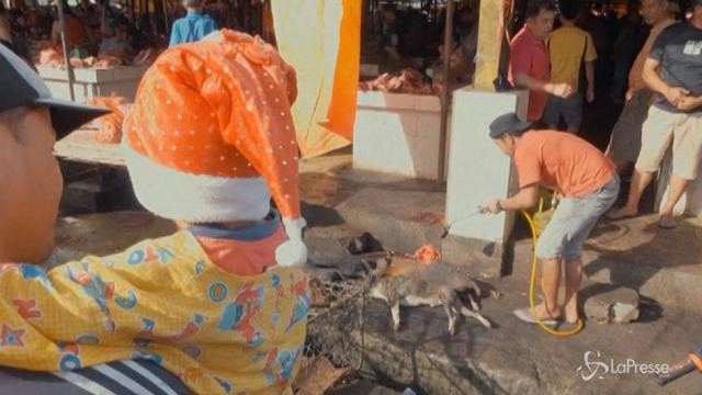 Immagini choc dall’Indonesia: cani bruciati vivi al mercato