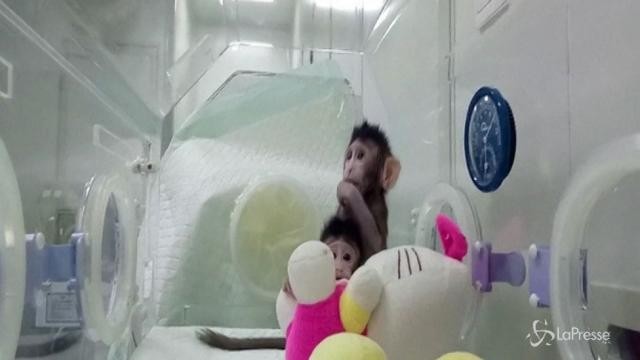 Cina, due scimmie clonate con la tecnica della pecora Dolly