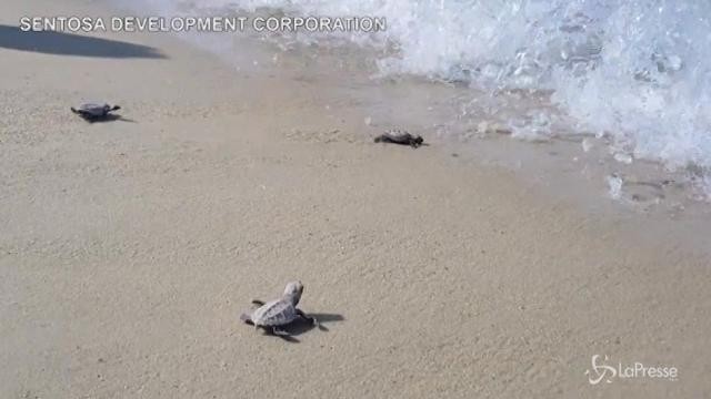 Le baby tartarughe si tuffano in mare
