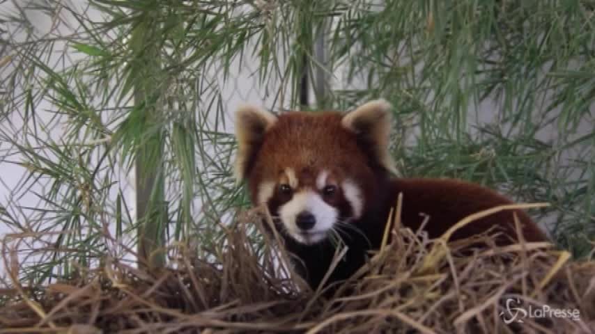 Tre panda rossi salvati in Laos