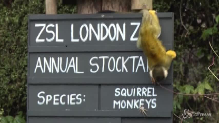 La conta annuale degli animali dello zoo di Londra