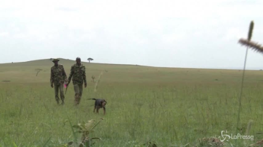 Kenya, cagnolini supereroi contro il bracconaggio