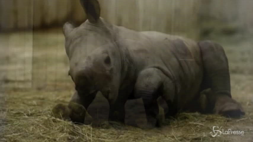 È tempo di nascite allo zoo d’Amnéville: un baby rinoceronte e tre tigri