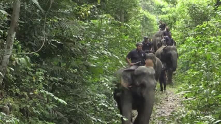 Malaysia, ecco il santuario degli elefanti