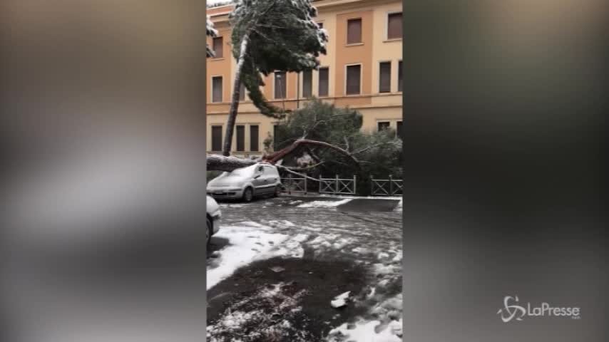 Neve a Roma: cade un albero sull’Appia nuova, auto distrutta