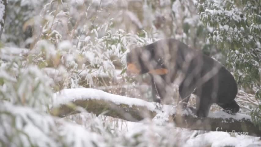 Gelo in Gran Bretagna, gli animali dello zoo giocano con la neve
