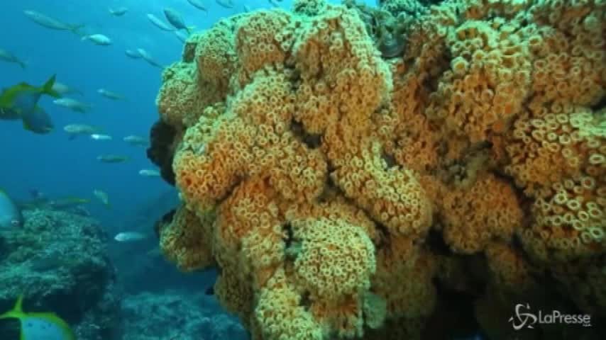 WWF, allarme per il riscaldamento globale