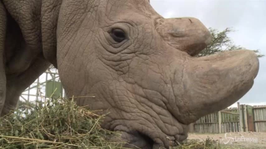Kenya, è morto l’ultimo maschio di rinoceronte bianco