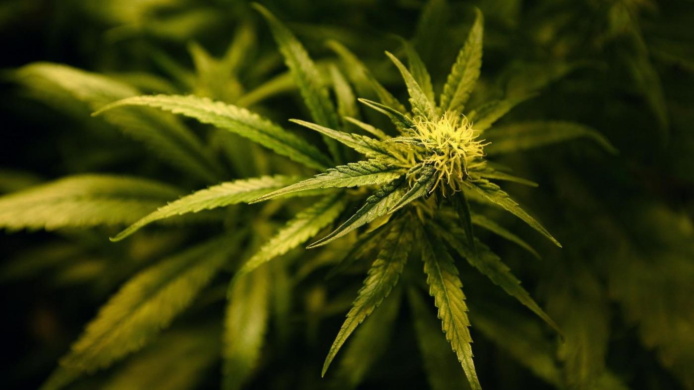 Dall’equo compenso alla cannabis: tutto quello che c’è da sapere sul decreto fiscale