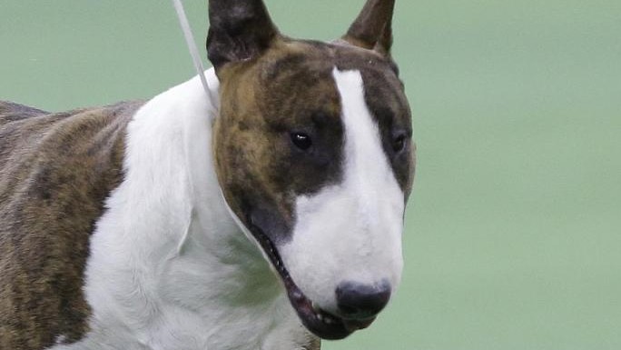 Torino, addestratore sbranato e ucciso dal cane di un amico