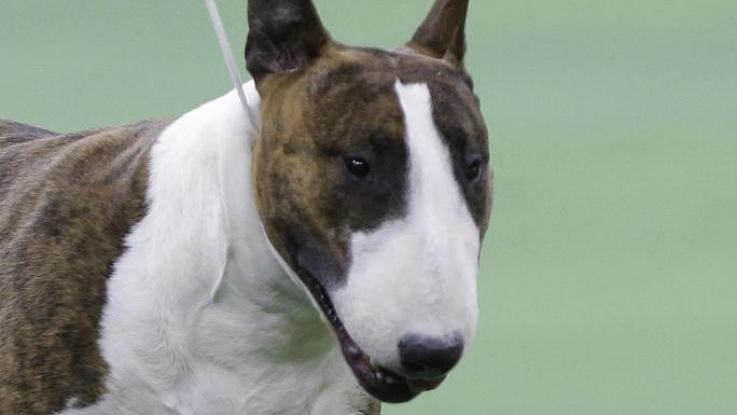 Torino, autopsia ‘scagiona’ il cane: addestratore morto per un malore