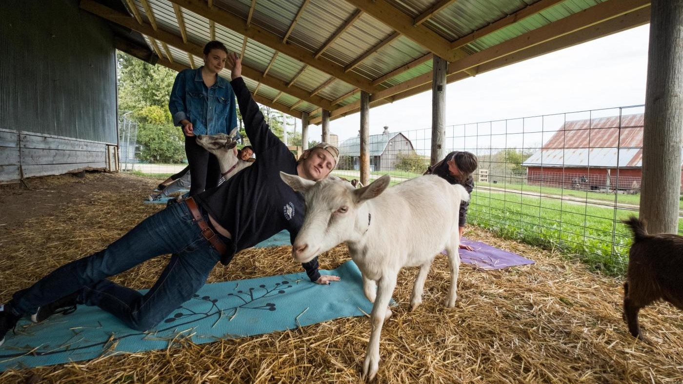 Goat Yoga, il fitness in fattoria che distende nervi