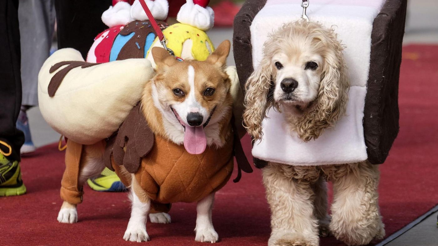 Cani supereroi e piloti: gli animali in maschera per Halloween a Long Beach
