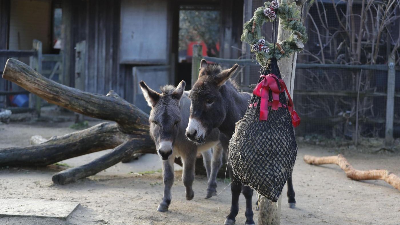 Pacchi e calze golose: è Natale anche per gli animali dello zoo di Londra