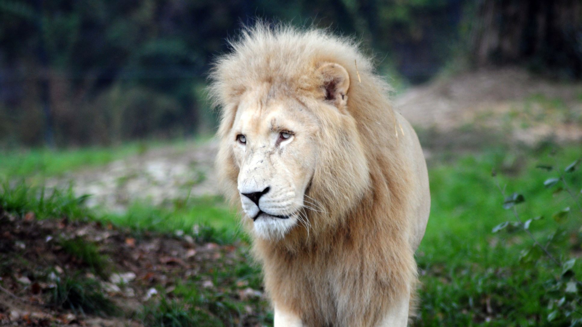 Bussolengo, è morto Blanco: era il leone bianco più vecchio d’Europa