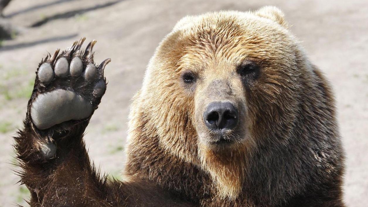 Ordine di cattura per l’orso. “Abbatterlo se è pericoloso”