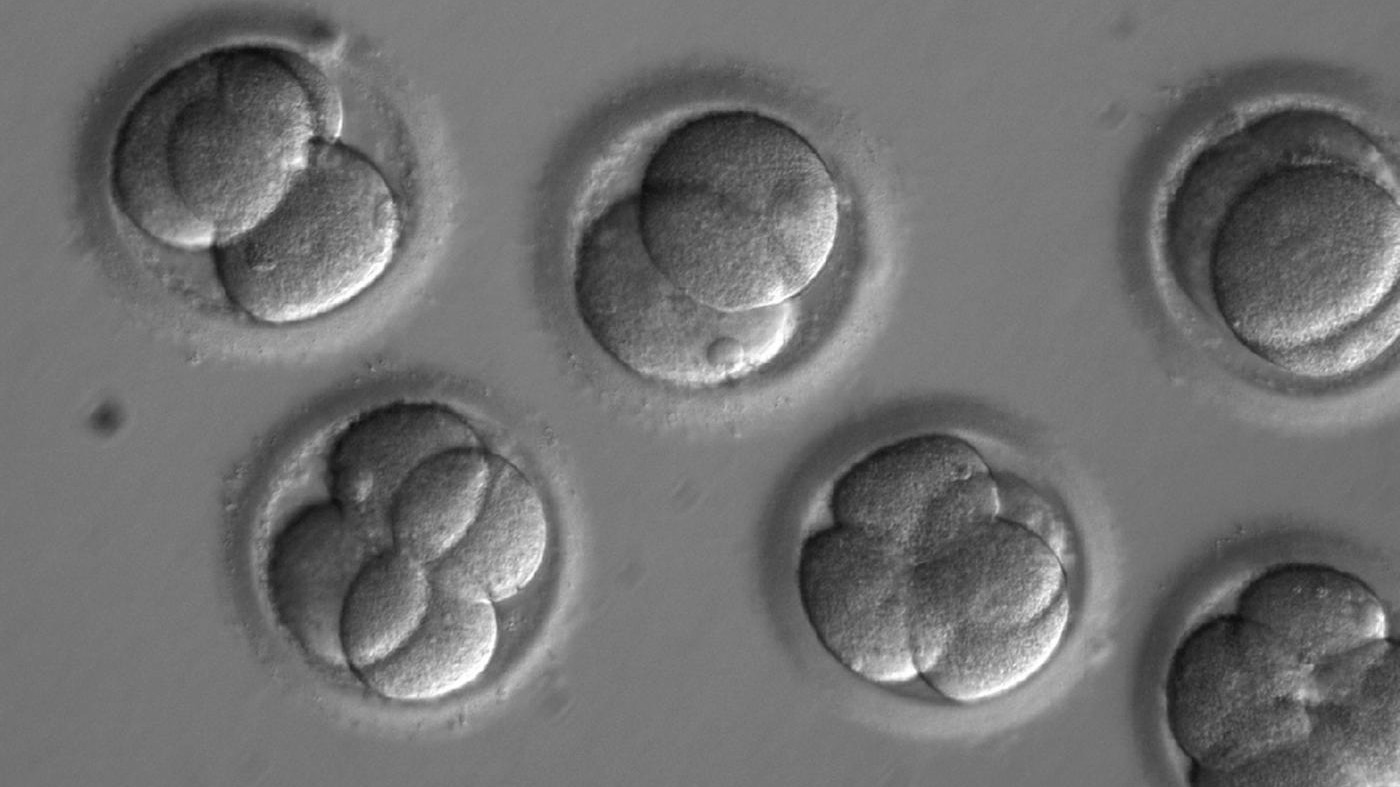 Usa, modificato Dna embrioni per prevenire una malattia