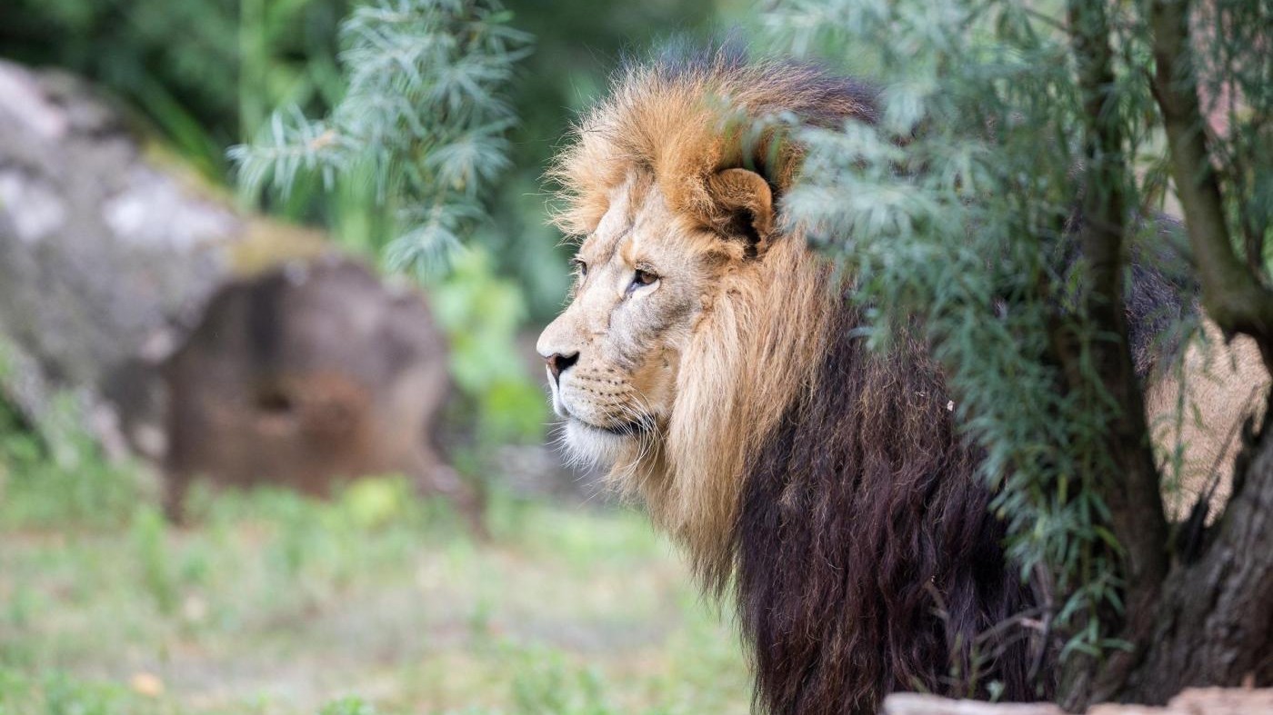 La giornata mondiale del leone: il re della savana è a rischio La giornata mondiale del leone: il re della savana è a rischio