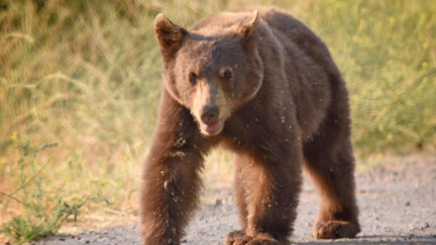 Trento, abbattuta l’orsa KJ2: aveva ferito un uomo