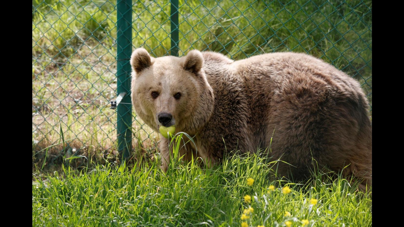 Animalisti in rivolta dopo l’abbattimento dell’orsa KJ2