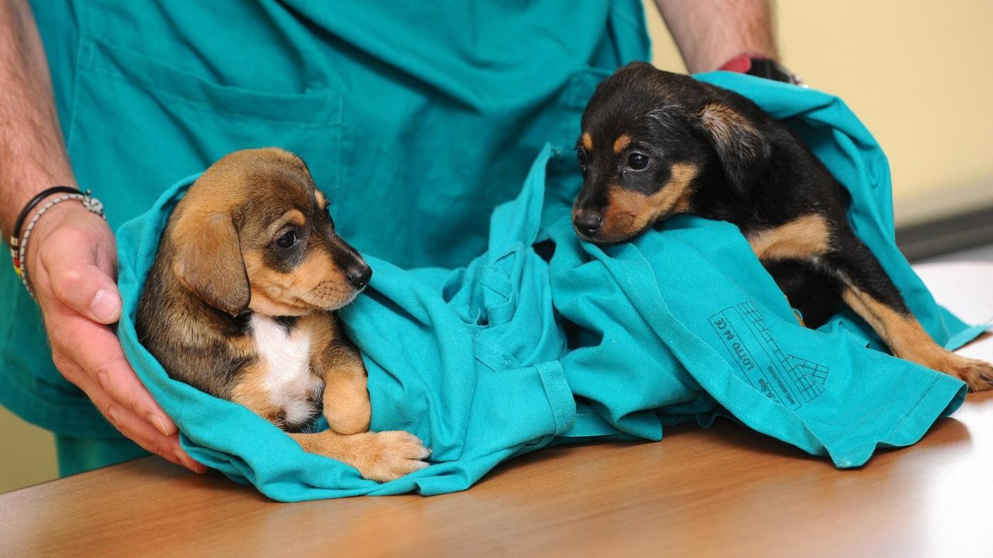 Pesticidi nemici di cani e gatti: solo a luglio 3mila avvelenati