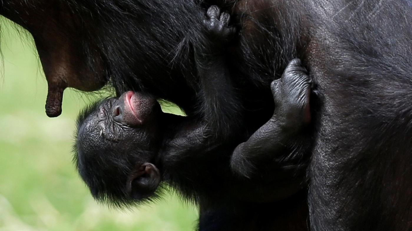 Belgio, un piccolo bonobo è nato nello Zoo di Mechelen