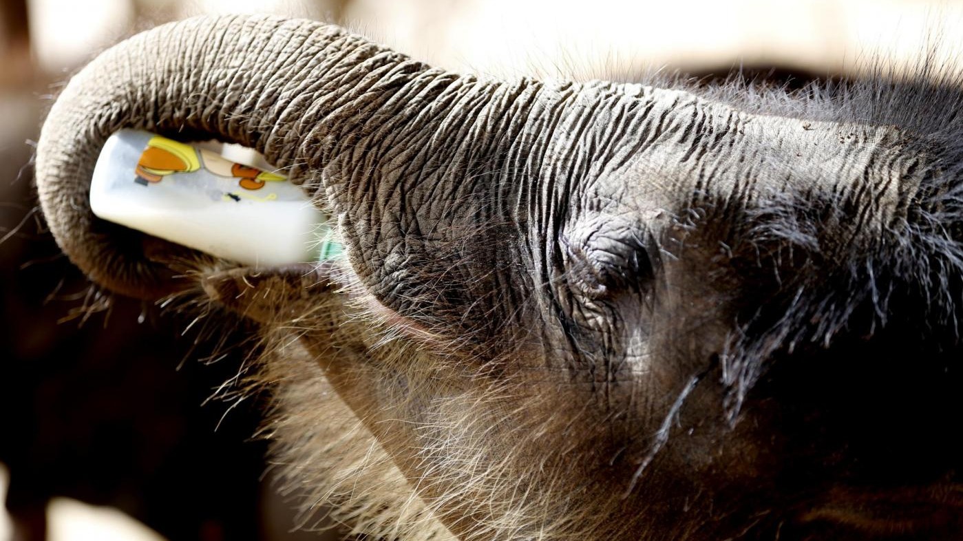 FOTO Difendiamo gli elefanti: oggi è la Giornata mondiale