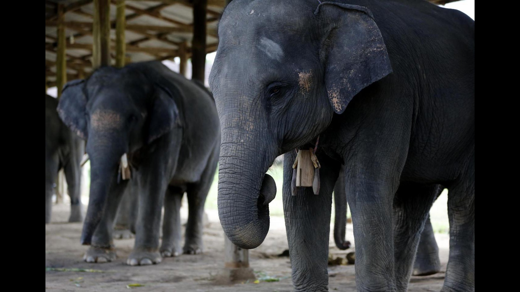 FOTO Difendiamo gli elefanti: oggi è la Giornata mondiale