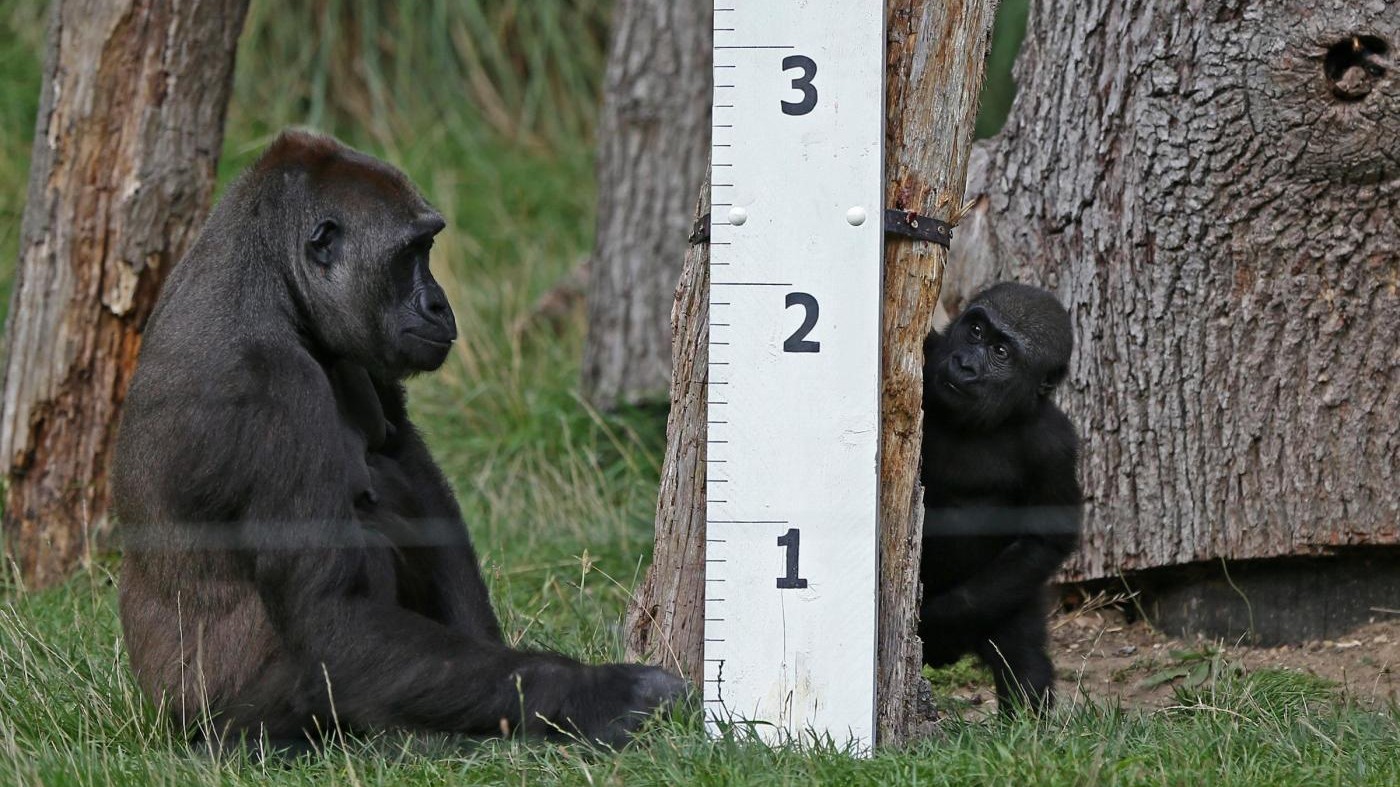 Quanto è alto il gorilla? Allo zoo di Londra giorno di misure