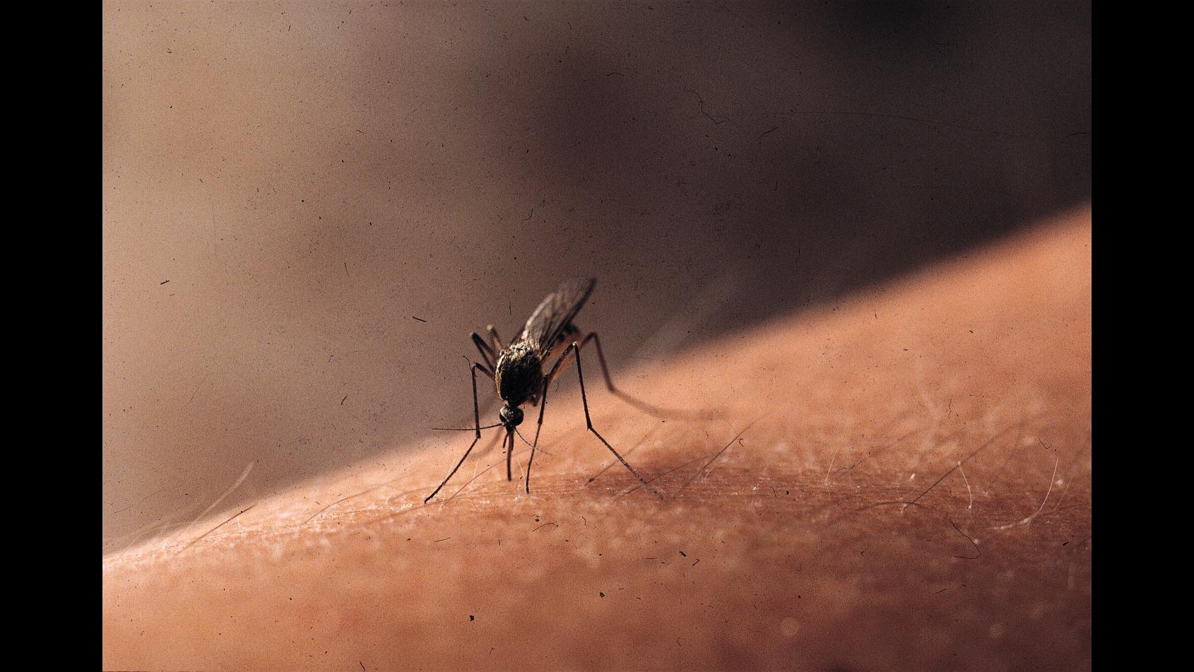 Virus Zika, caso Bologna: attivate misure straordinarie profilassi