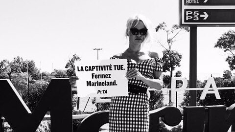 Pamela Anderson si schiera con cetacei: Chiudete Marineland ad Antibes