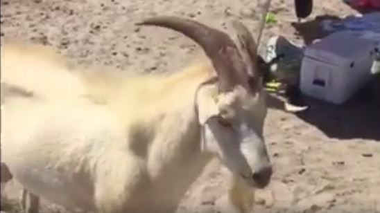 Il caprone Willy preso a schiaffi in spiaggia a Oristano VIDEO