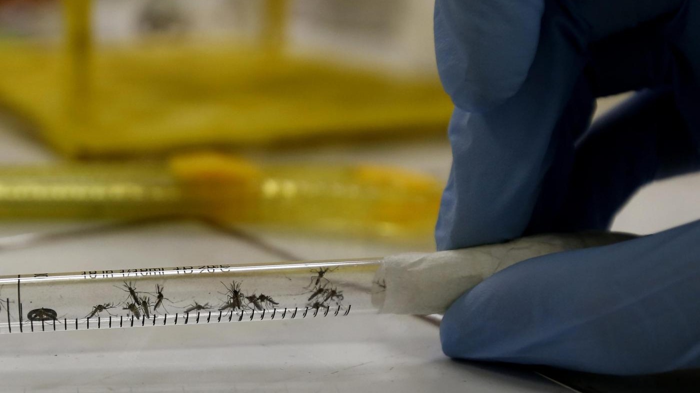 Malaria, Italia indenne dal ’70: almeno un caso autoctono all’anno