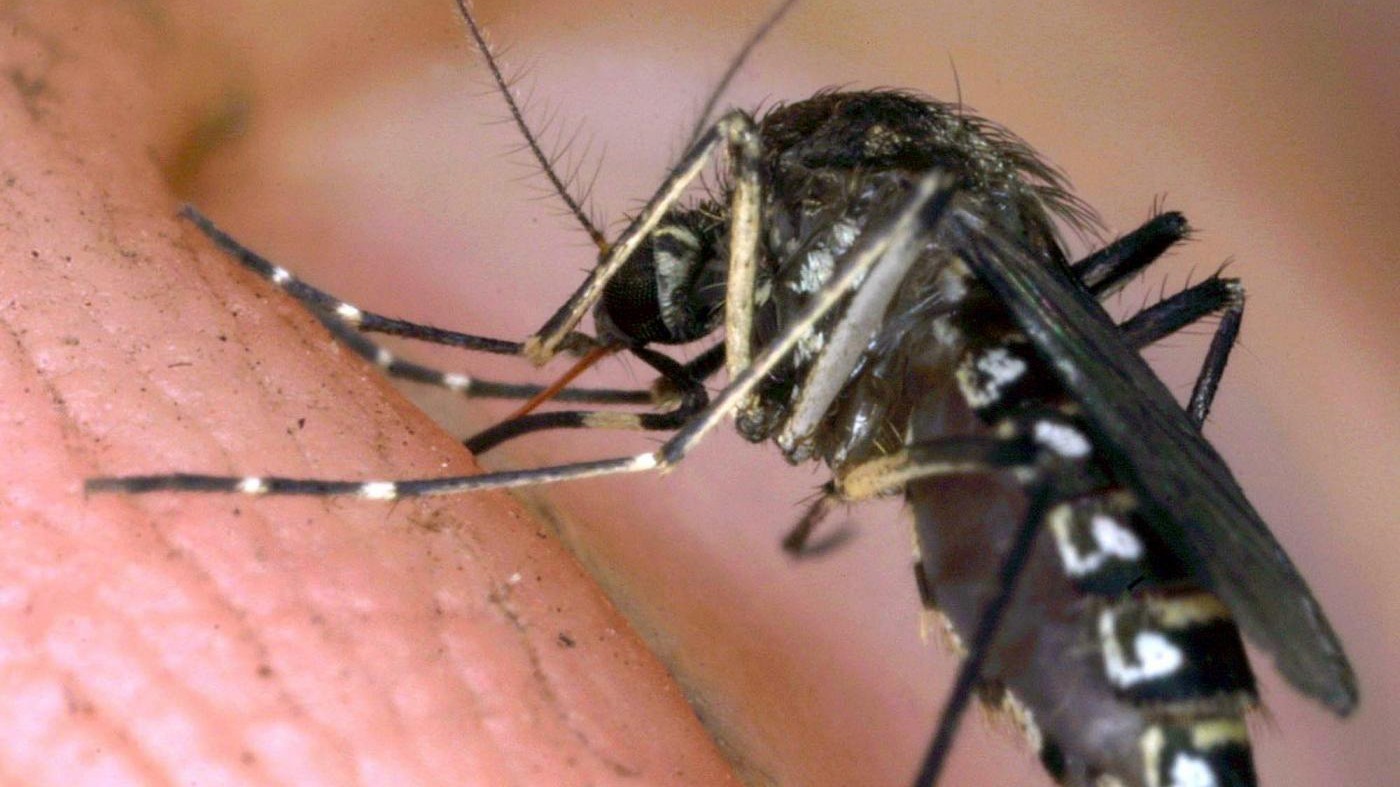 Burioni sulla malaria: “Un guaio se le zanzare sono tornate”