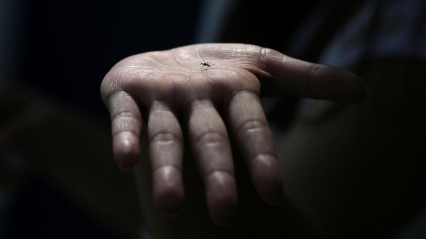Chikungunya, quattro nuovi casi a Roma dopo quelli di Anzio