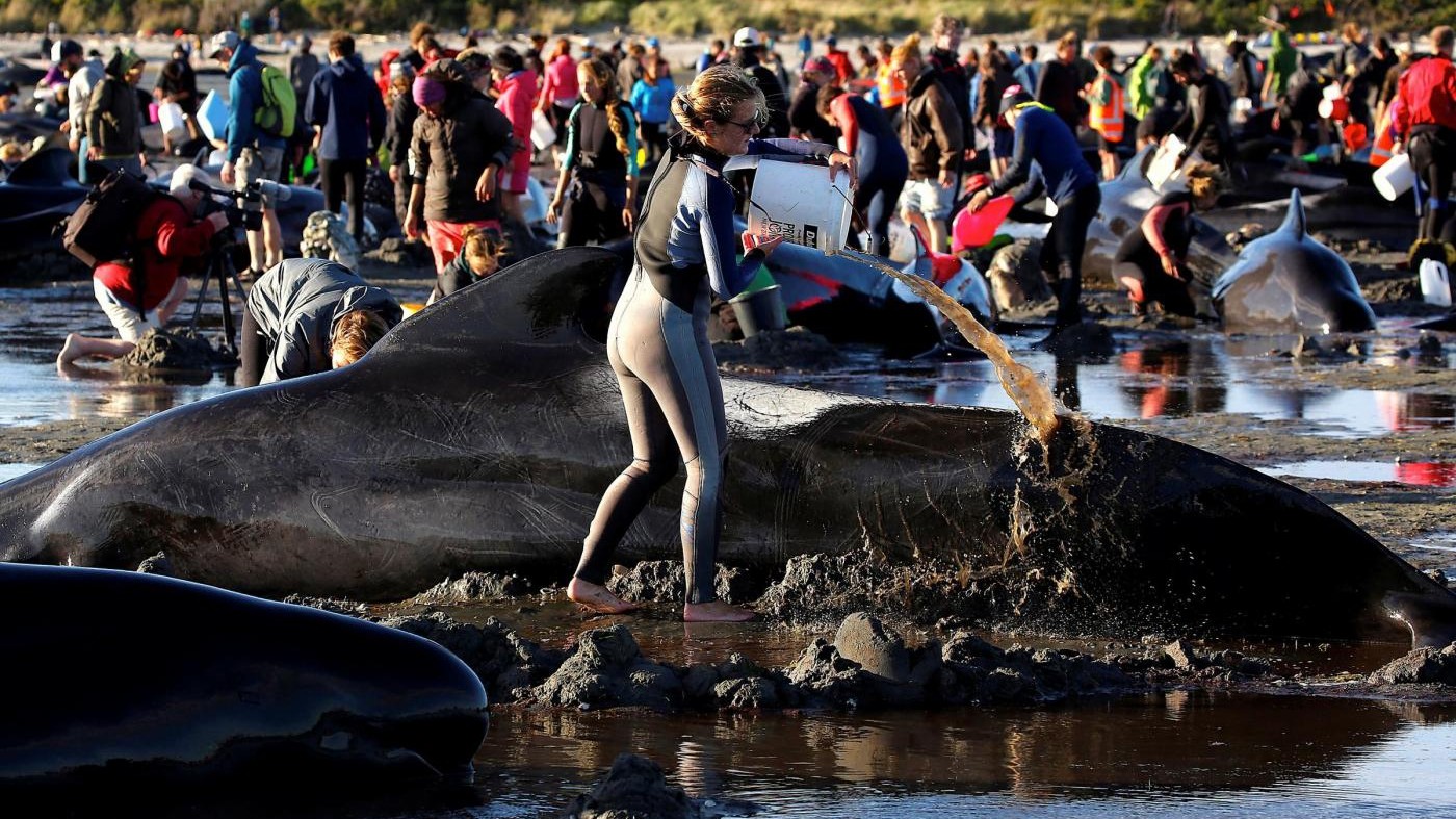 Nuova Zelanda, in salvo 240 balene