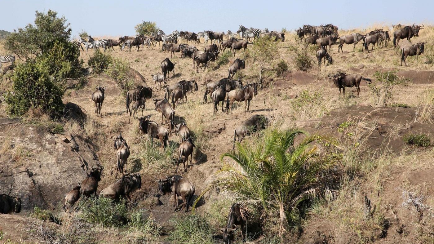 Kenya, la più grande Riserva naturale dell’Africa a Nairobi
