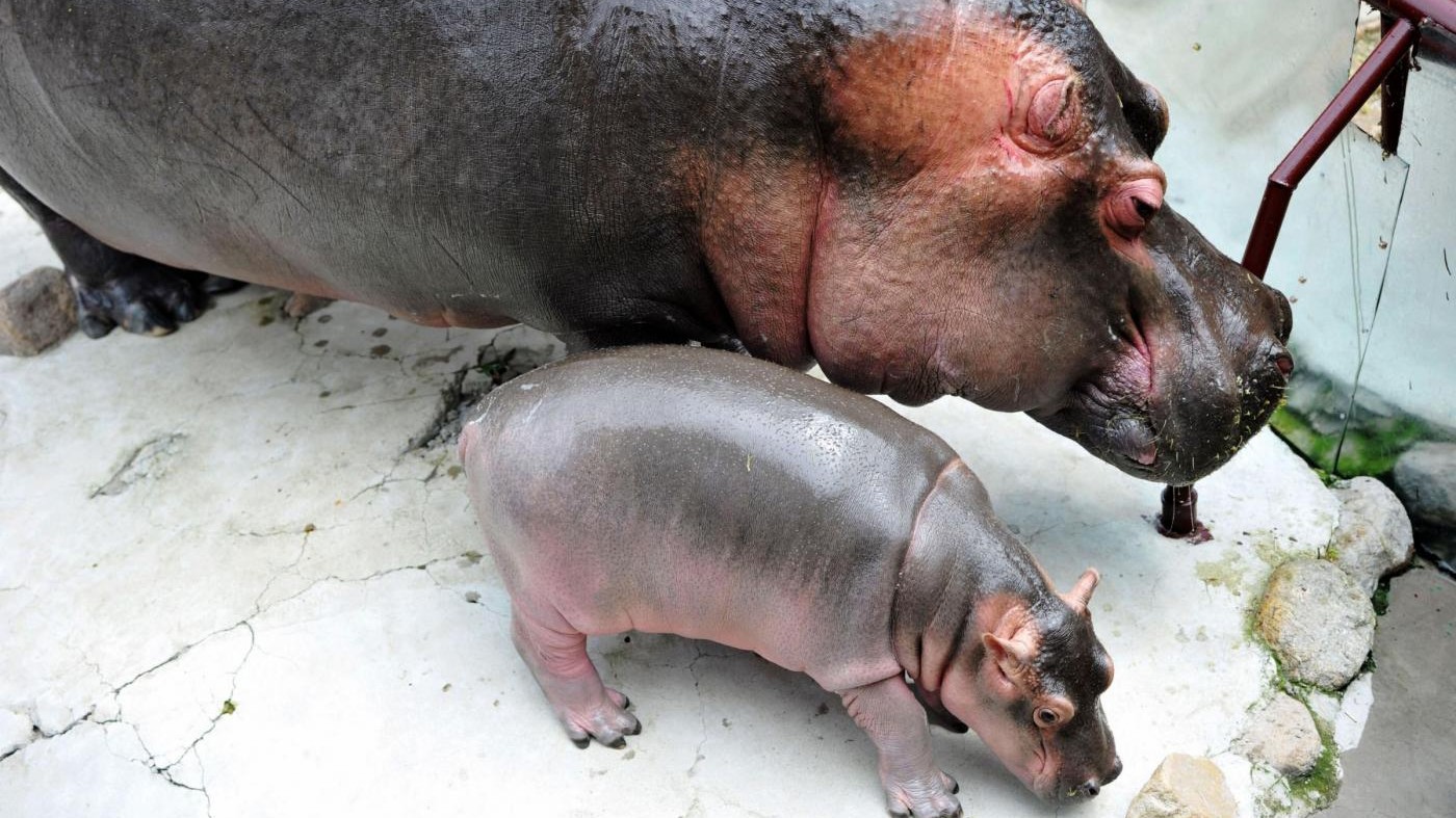 FOTO Baby ippopotamo debutta in pubblico
