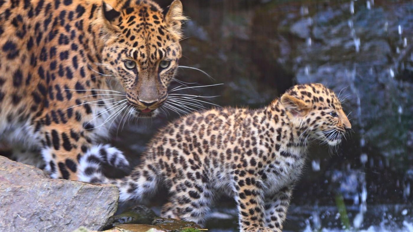 FOTO Nati due cuccioli di leopardo in Belgio