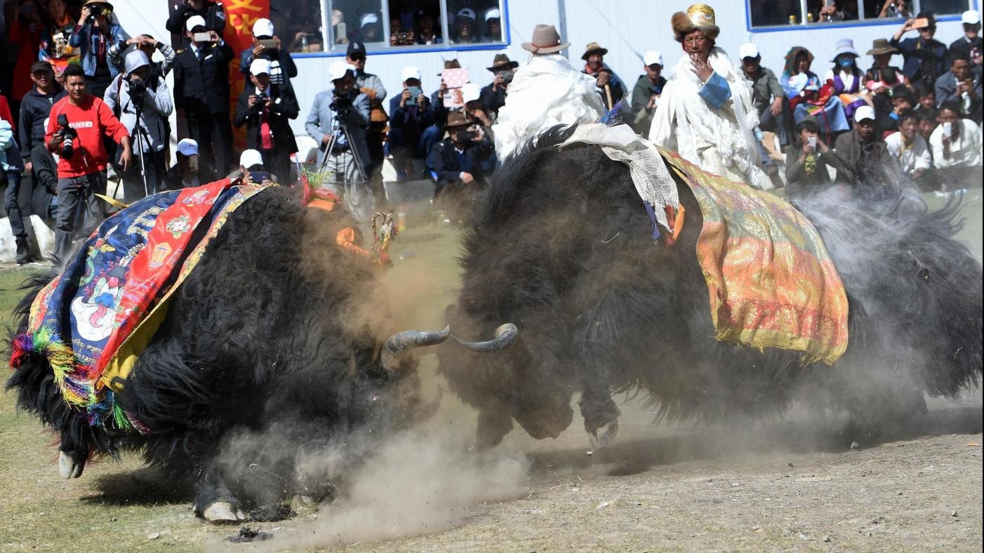 FOTO Lotta tra yak: ecco il Bullfighting Festival in Tibet