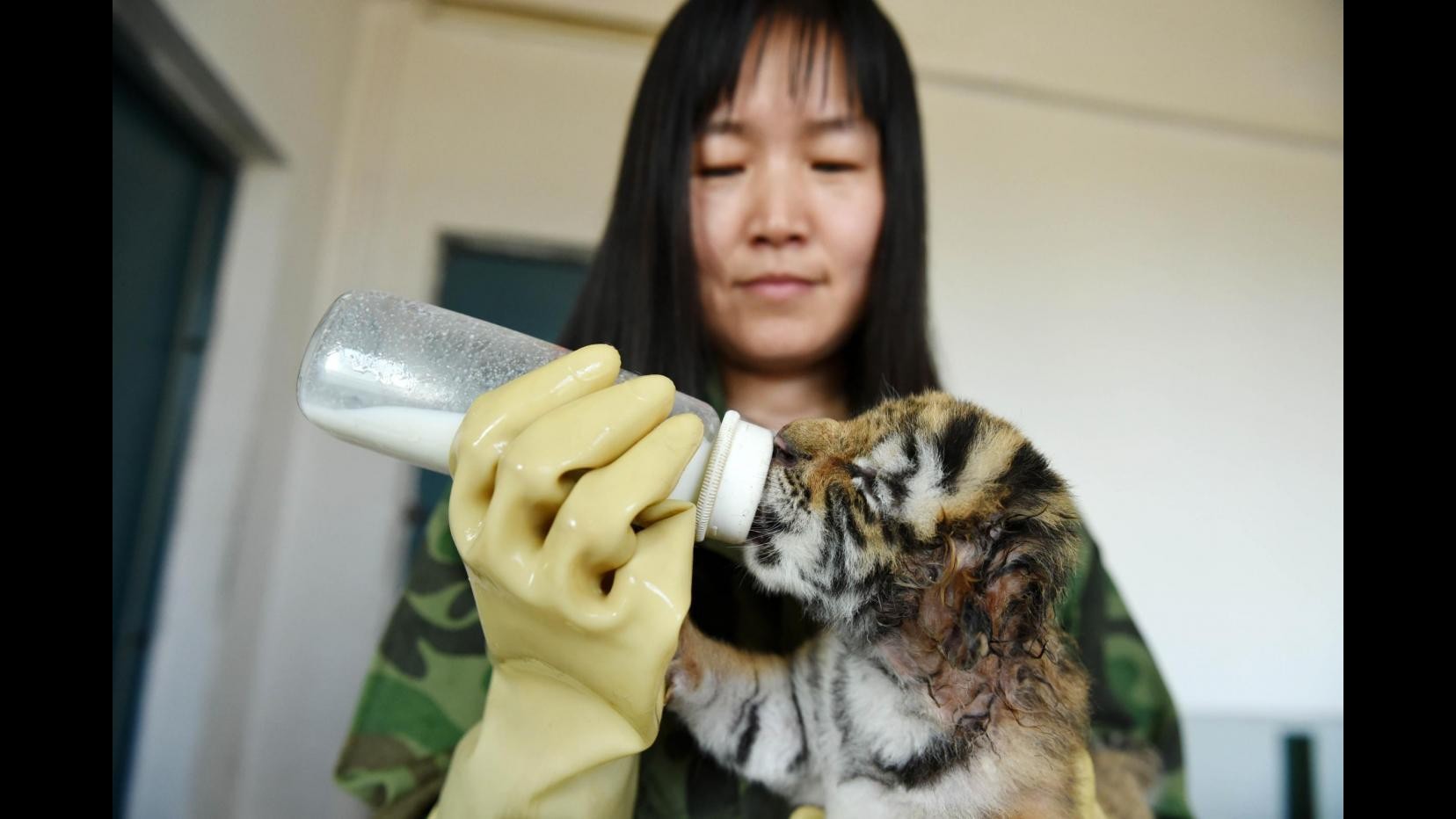 FOTO Cina, l’allattamento dei cuccioli di tigre siberiana