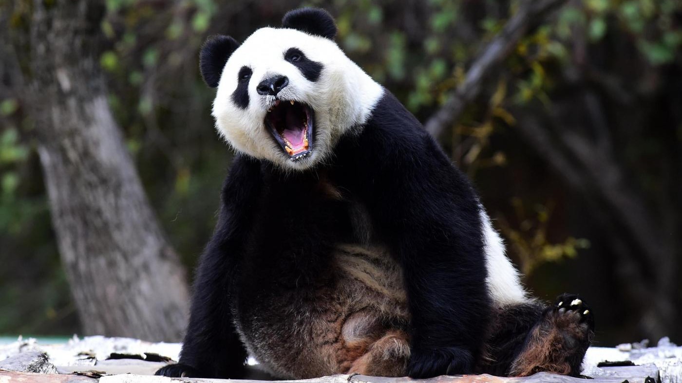 FOTO I panda giganti dello zoo di Changchun