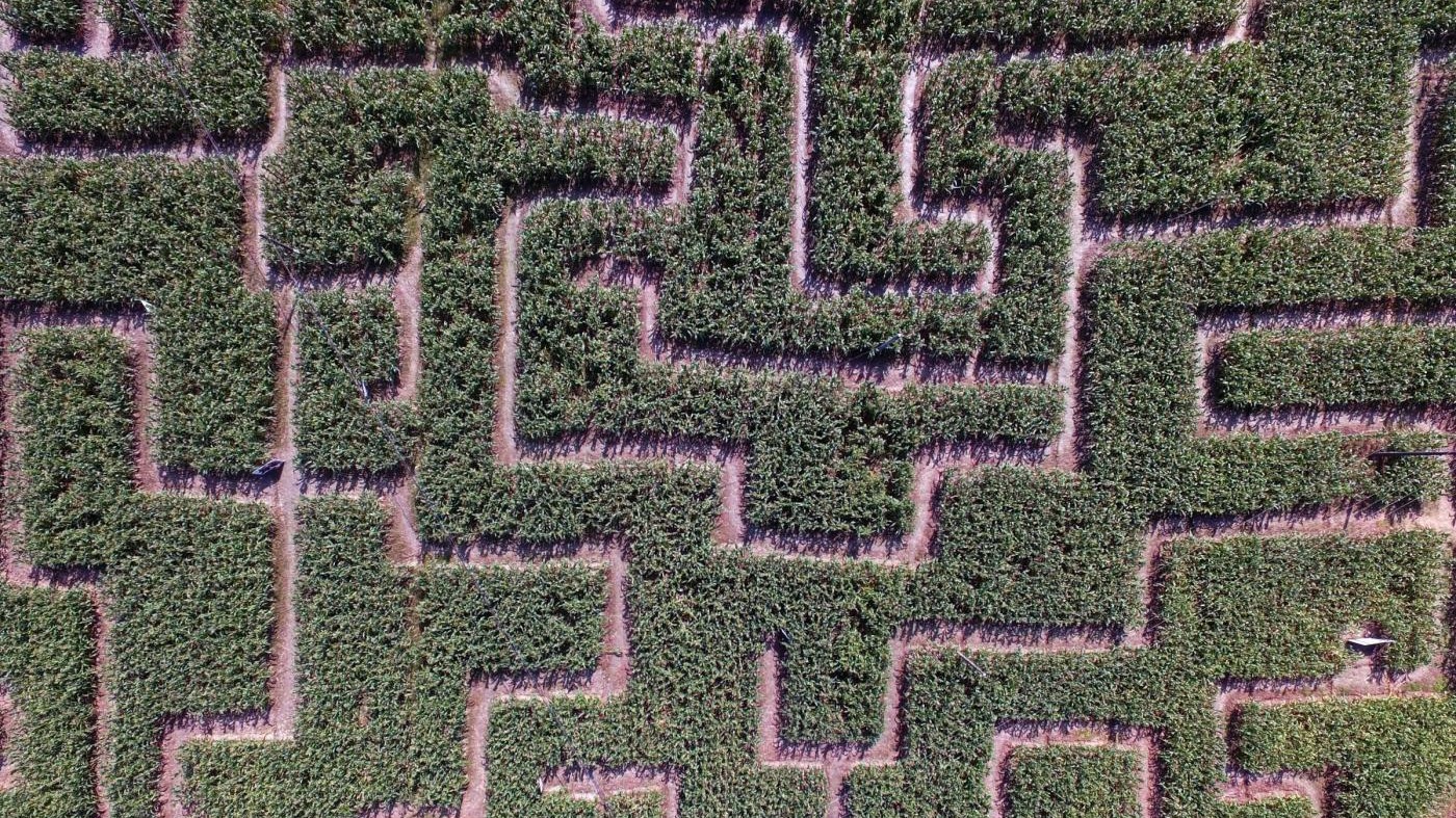 FOTO In Cina un labirinto nei campi di granturco