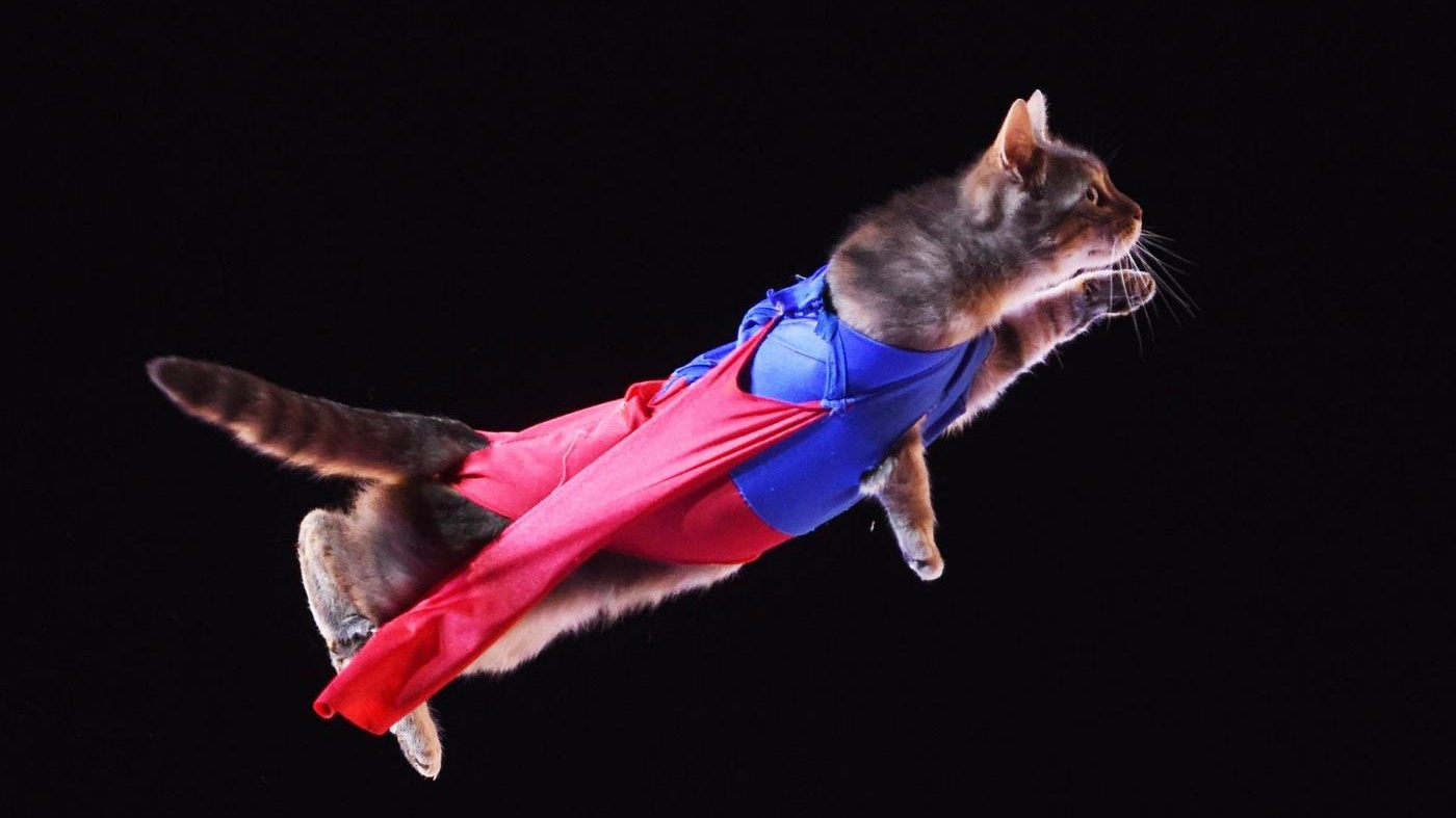 FOTO Zippos Circus, gatti acrobati incantano il pubblico