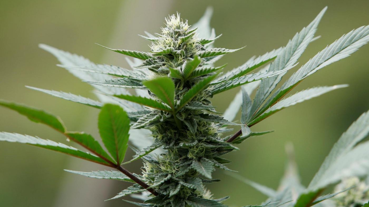 Massachusetts e California danno l’ok a marijuana per uso ricreativo