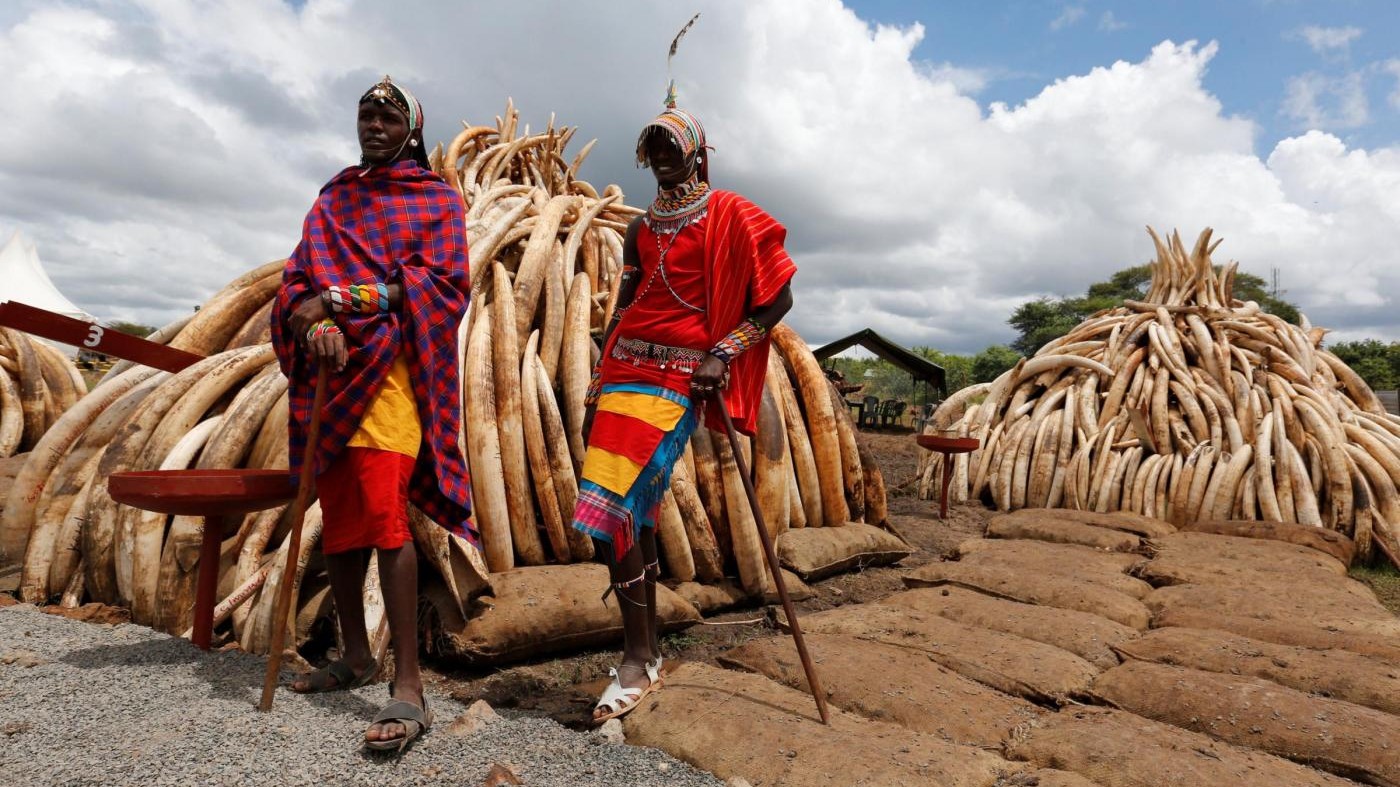FOTO – Kenia, tonnellate di avorio confiscato saranno bruciate