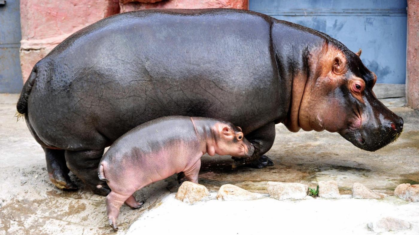 Verona, nasce baby ippopotamo da mamma e papà ultra 40enni